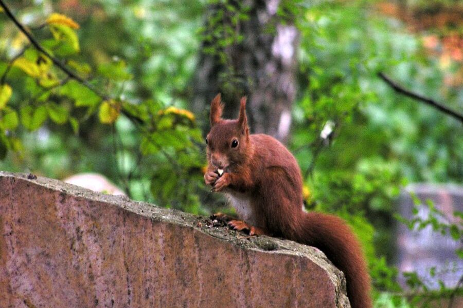 Eichhörnchen