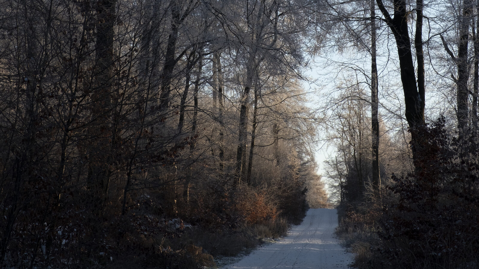 Forest picture