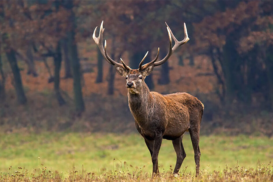 Hirsch auf Wiese vor Wald.