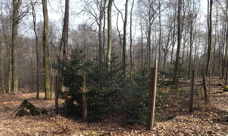 Eibenkonzept im Stadtwald Wiesbaden