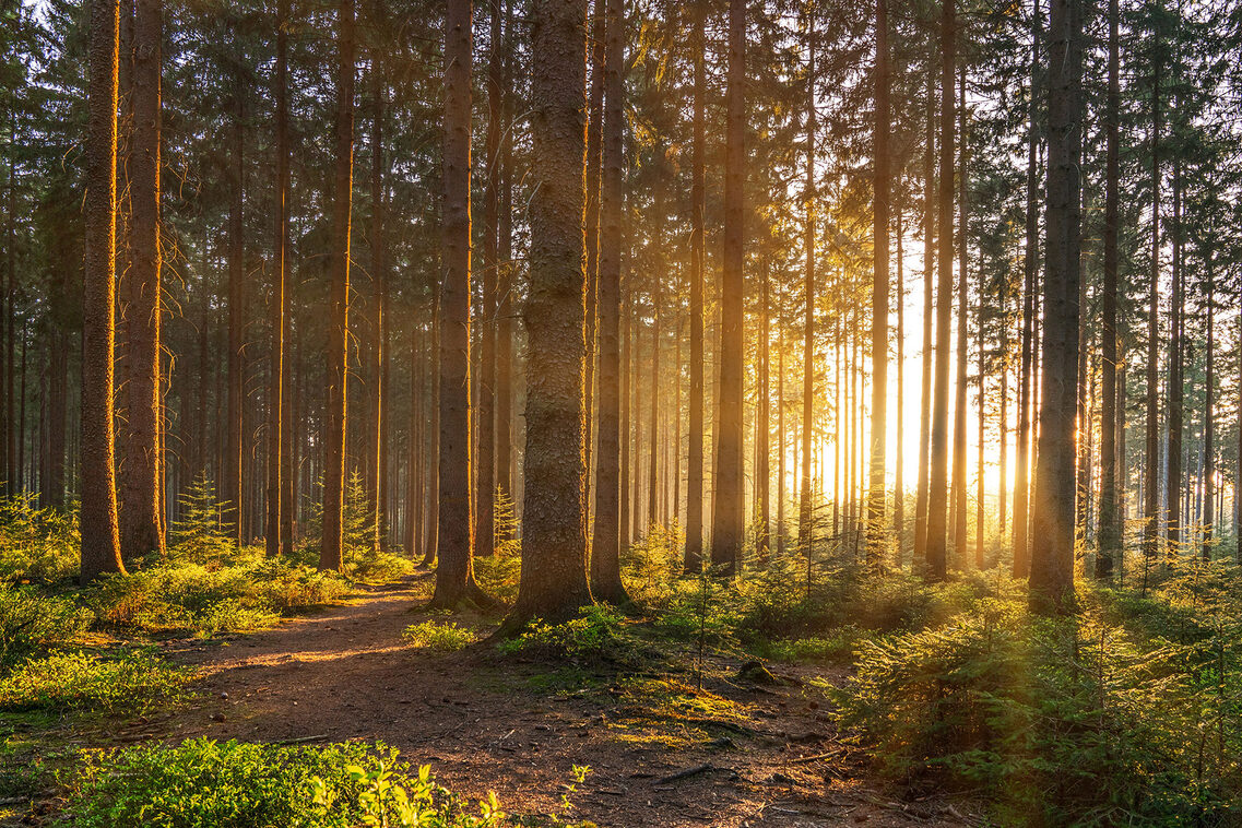 Wald bei Sonnenschein.