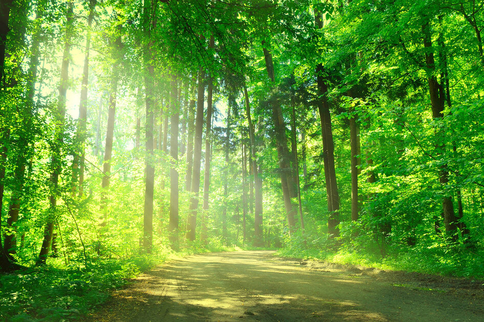 Wald, Bäume und Sonnenschein.