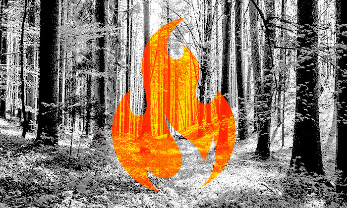 Waldbrandgefahr - Warnstufe 3 Orange