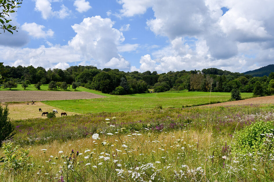 Wald und Wiesen mit blauem Himmel.