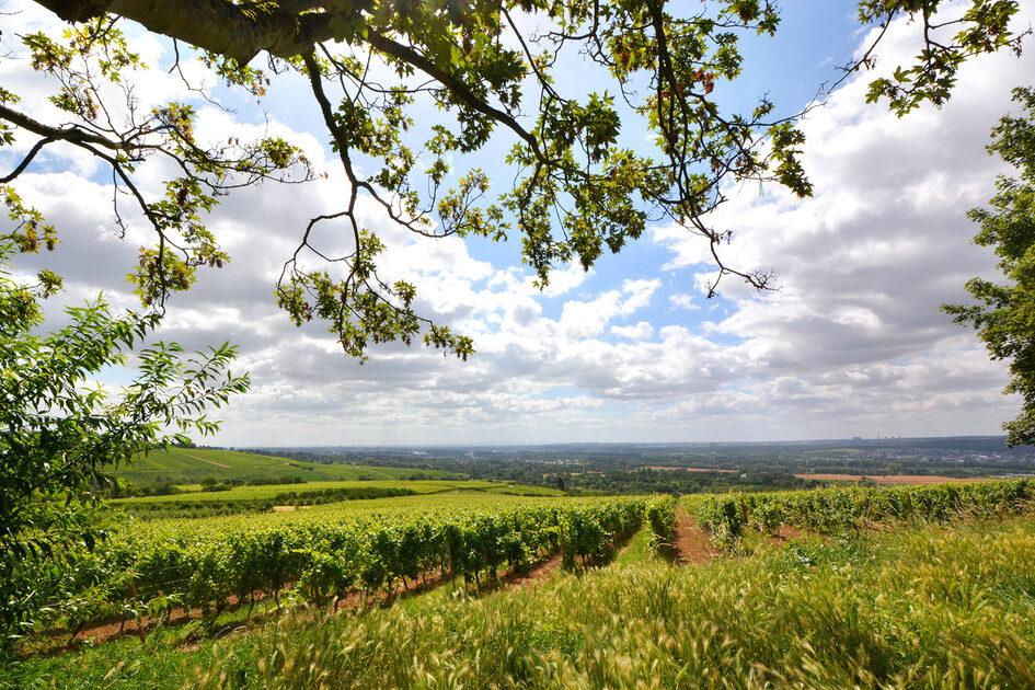 Blick ins Grüne in Frauenstein.