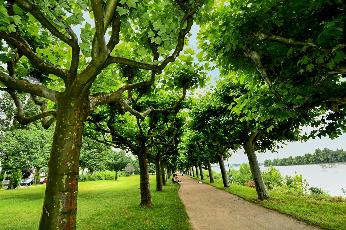 Park mit Häusern auf der einen und einem Fluss auf der anderen Seite.