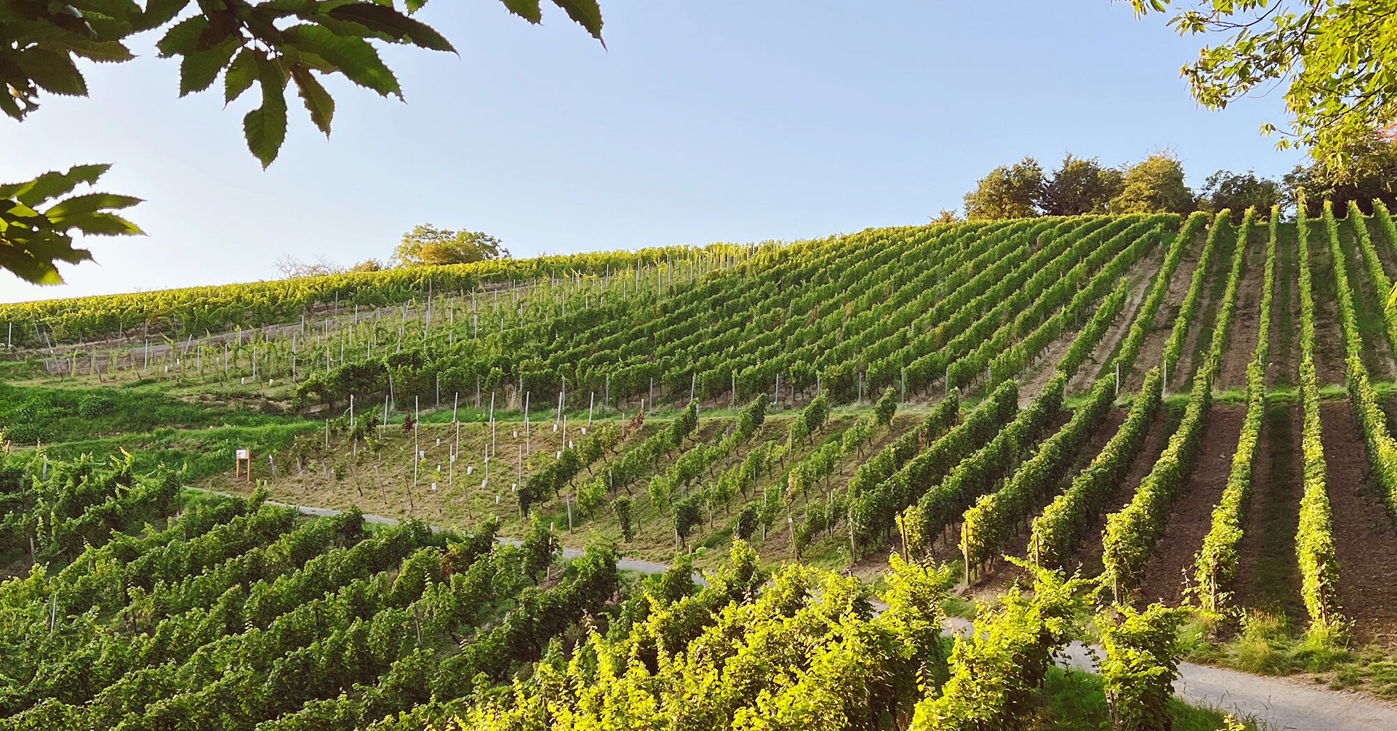 Schierstein Geschichte | Landeshauptstadt Wiesbaden