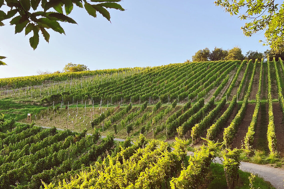 Лозя под слънчевите лъчи.