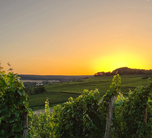 Sonnenuntergang vor Weinbergen.