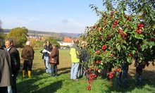 In Medenbach wird die Neuanpflanzung von Apfelbäumen gefördert.