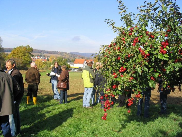 In Medenbach wird die Neuanpflanzung von Apfelbäumen gefördert.