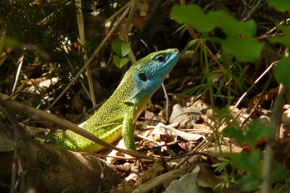 Eine Smaragdeidechse mit grünem Körper und blauem Kopf sitzt im Unterholz.