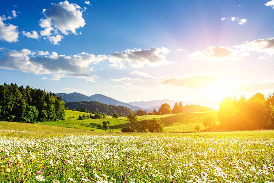 Sommerlandschaft in den Bergen, blauer Himmel mit Wolken und Sonne, davor Blumenwiese.