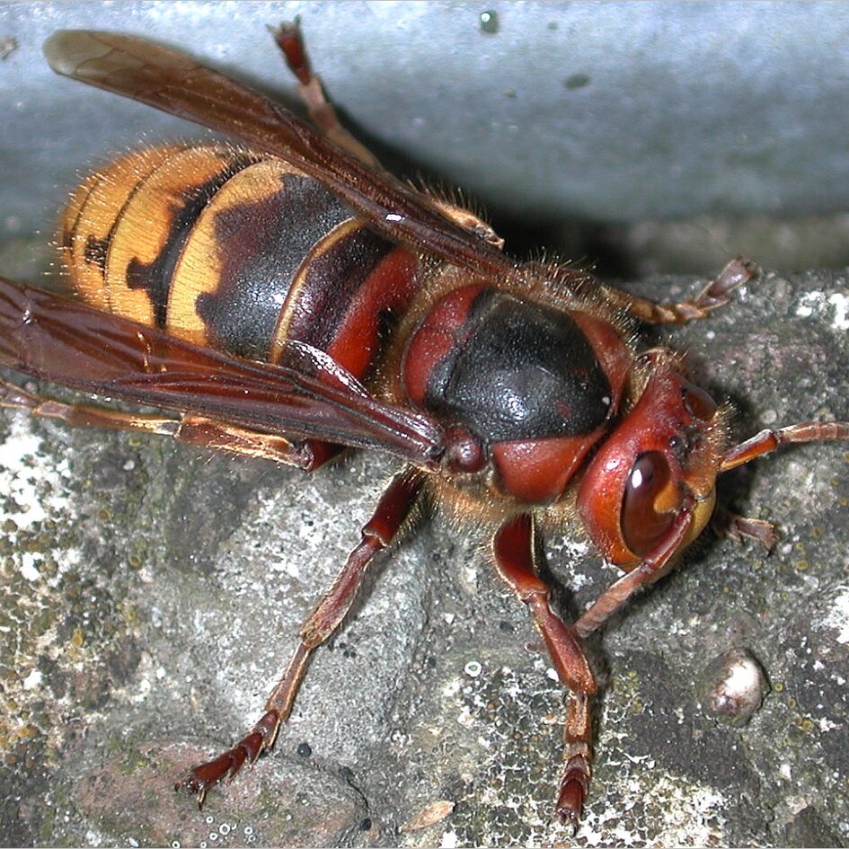 Hornisse auf einem Stein von oben, ihr Kopf und Mittelteil ist rötlich, hinten ist sie gelb und schwarz gestreift.