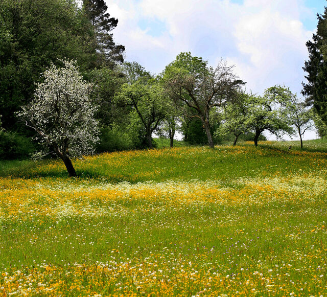 Blick auf eine Baumreihe auf einer hügelige Wiese mit vielen gelben Blüten, im Hintergrund weiße Wolken und blauer Himmel.