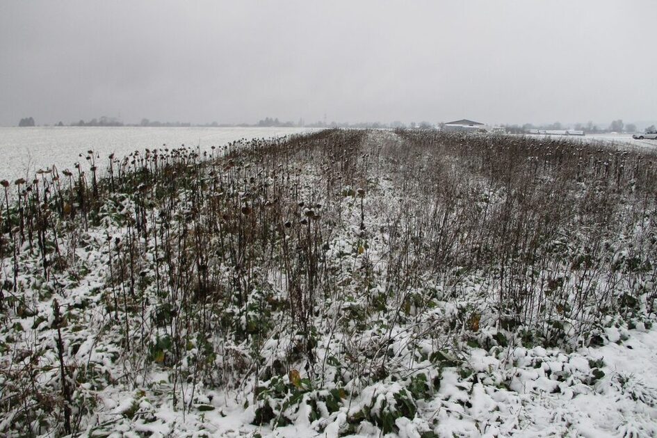 Winterlandschaft mit verblühten Pflanzenstengeln die aus dem Schnee herausragen, der Himmel ist grau.