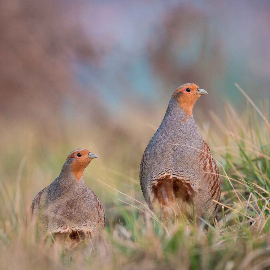 Zwei Rebhühner im Gras, eines hockt, beide haben orangene Köpfe und graue Körper mit braunroten Streifen an der Seite.