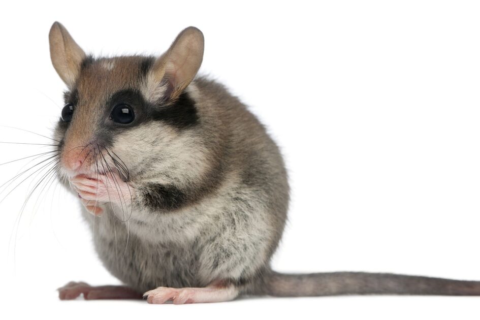 Gartenschläfer vor einem weißen Hintergrund