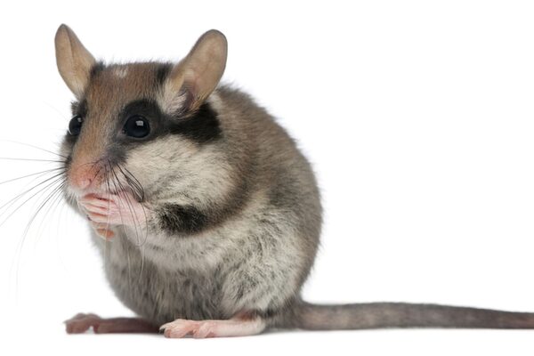 Garden dormouse in front of a white background