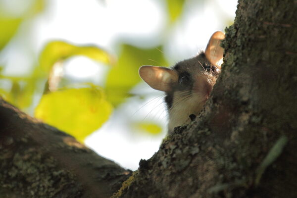 A garden dormouse in a branch fork, only the head is visible.