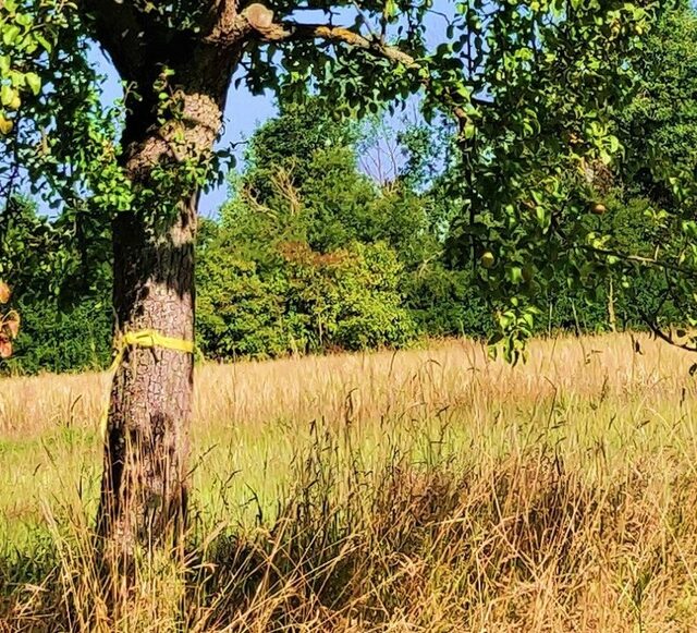 Tronc d'un arbre fruitier marqué d'un ruban jaune.