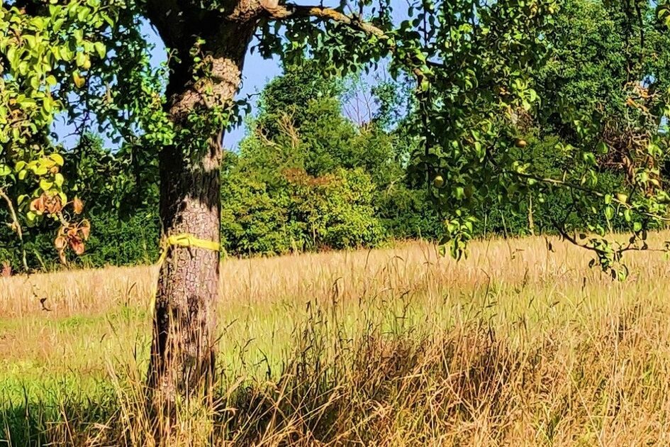 Stamm von einem Obstbaum, der mit einem gelben Band gekennzeichnet ist auf einer Wiese.