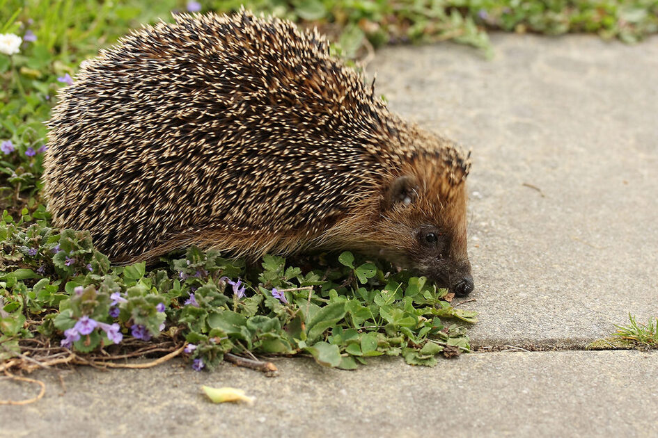 Ein Igel auf dem Rand einer Grünfläche und hält die Nase auf die angrenzende Gehwegplatte
