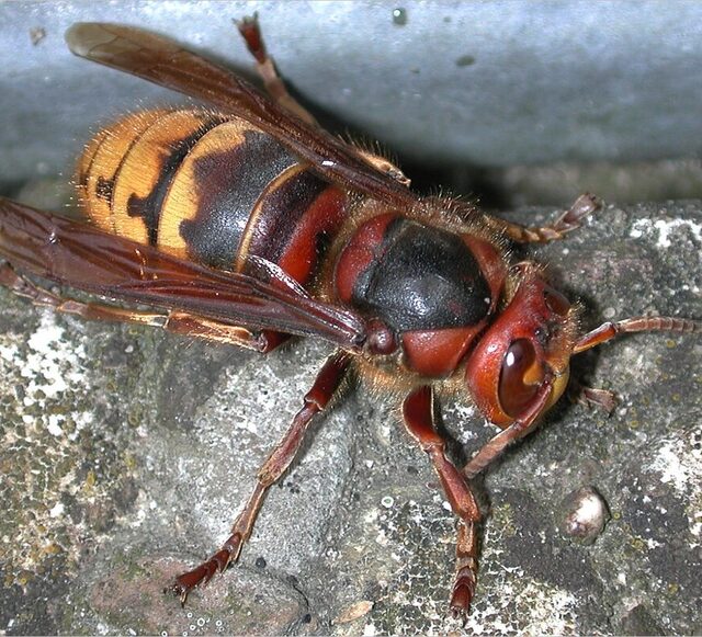 Porno anal klizma shifokor