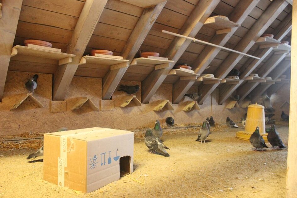 Taubenschlag auf einem Dachboden mit Nestern, Unterschlupf und Futterstellen für die Tiere.