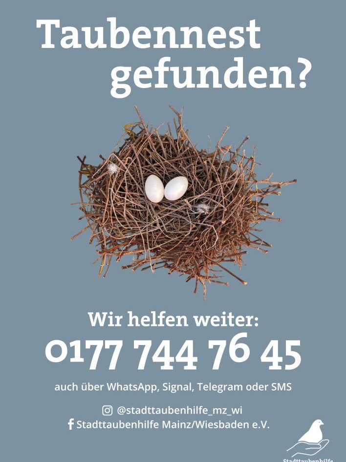 Grafik mit einem Taubennest und zwei Eiern; Text fordert zur Kontaktaufnahme bei gefundenem Taubennest auf, Telefonnummer und soziale Medien angegeben.