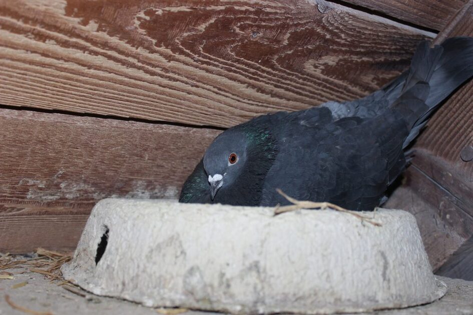 Eine Taube sitzt in einem Nest aus Pappe, das Nest befindet sich auf einem Dachboden mit Holzvertäfelung im Hintergrund.