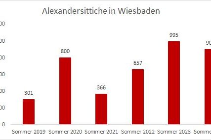 Balkendiagramm zeigt die Entwicklung der Alexandersittiche in Wiesbaden von Sommer 2019 bis Sommer 2024.