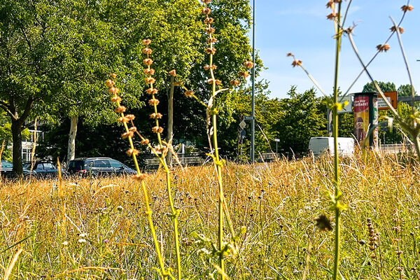 Eine bunte Wiese an einer befahrenen Straße im Innenstadtbereich.