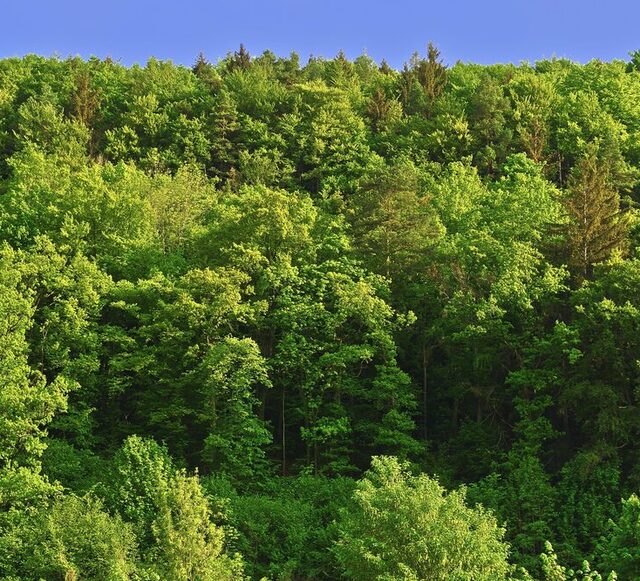 D'épaisses cimes d'arbres verts, surmontées d'une bande de ciel bleu.