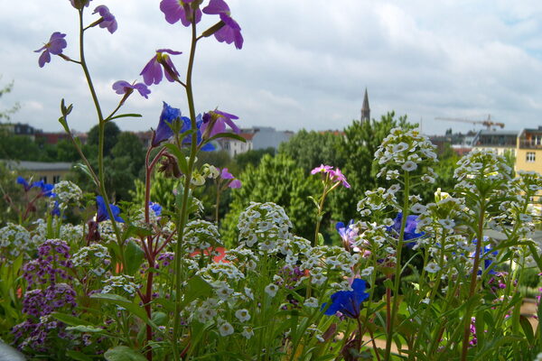 Nahaufnahme eines Balkonkasten mit vielen Blühpflanzen in weiß, lila und blau. Im Hintergrund ist bewölkter Himmel zu sehen, Bäume, Dächer und ein Kirchturm.