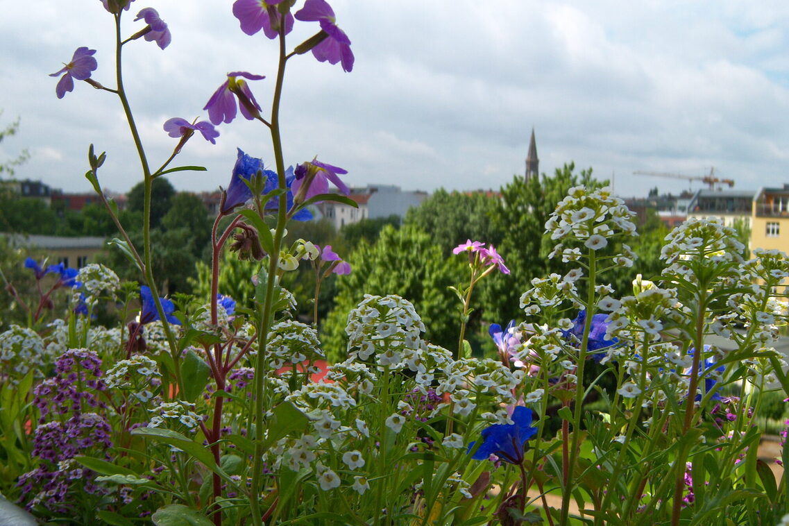 Nahaufnahme eines Balkonkasten mit vielen Blühpflanzen in weiß, lila und blau. Im Hintergrund ist bewölkter Himmel zu sehen, Bäume, Dächer und ein Kirchturm.