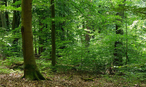 Unterschiedliche Bäume im Wald mit grünen Blättern.