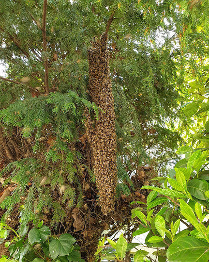 Ein wilder Bienenschwarm in der Natur an einem Baum.