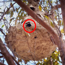 Nest Hornisse im Baum