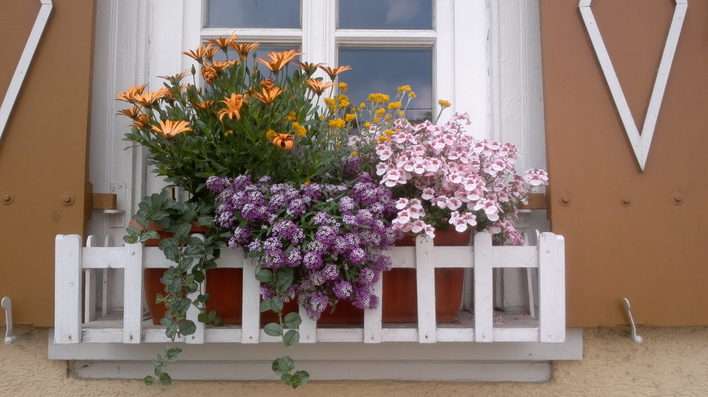 Blühende Balkonpflanzen