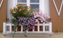 Blühende Balkonpflanzen
