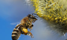 Im fensterrahmen bienen Zwischenmieter: Bienen