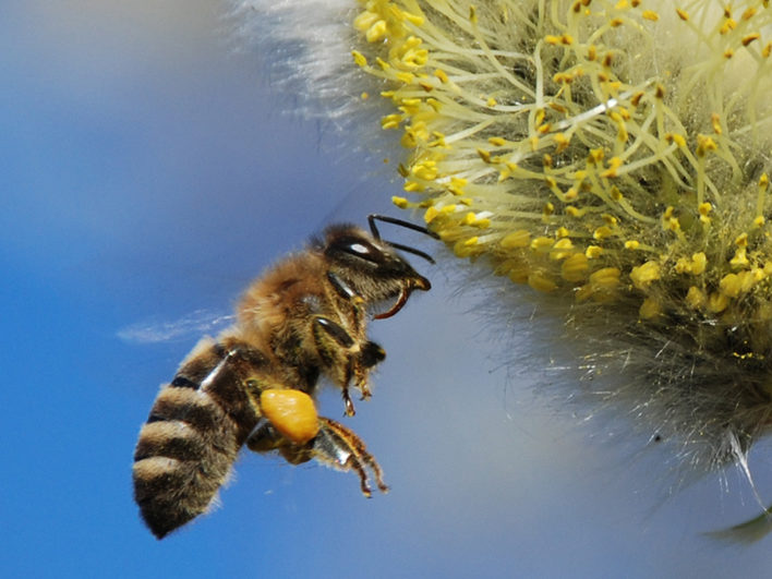 Fast überall auf der Erdkugel sind Bienen und Wespen zu finden.