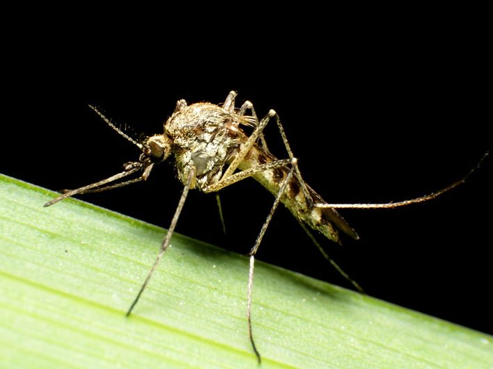 Tropische Stechmücken auf dem Vormarsch