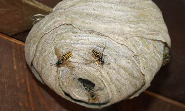Ein Wespennest und drei Wespen sitzen vor dem Eingang.