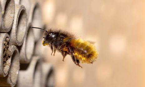 Die vom Aussterben bedrohten Wildbienen sind wichtige Bestäuber in Gärten