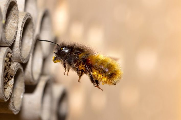 Die vom Aussterben bedrohten Wildbienen sind wichtige Bestäuber in Gärten