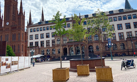 Stadtbäume für Wiesbaden auf dem Schlossplatz.