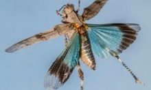 Blauflügelige Ödlandschrecke im Flug