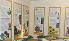 Ausstellung Von Bienen, Wespen & Co